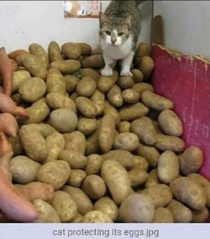 a А 4 cat protecting eggs.jpg