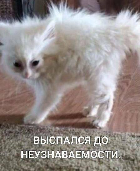 ВЫСПАЛСЯ ДО НЕУЗНАВАЕМОСТИ.