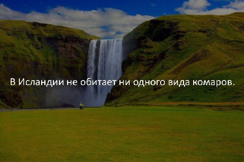 В Исландии не обитает ни одного вида комаров.