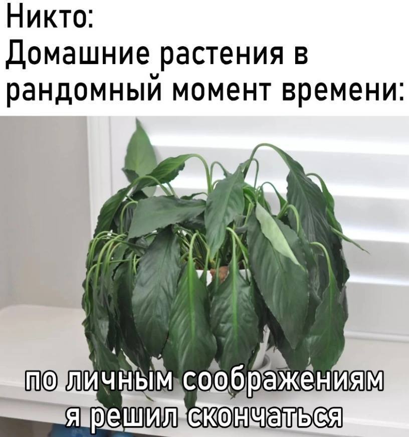 Никто Домашние растения в рандомныи момент времени 4 06