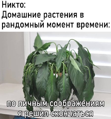 Никто Домашние растения в рандомныи момент времени 4 06