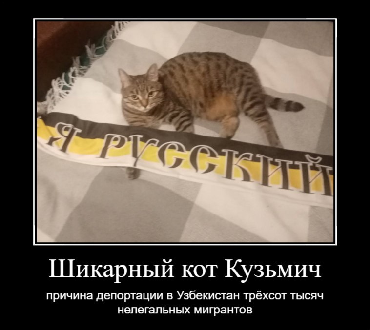 Шикарный кот Кузьмич причина депортации в Узбекистан трёхсот тысяч нелегальных мигрантов