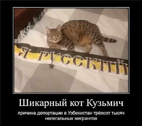 Шикарный кот Кузьмич причина депортации в Узбекистан трёхсот тысяч нелегальных мигрантов
