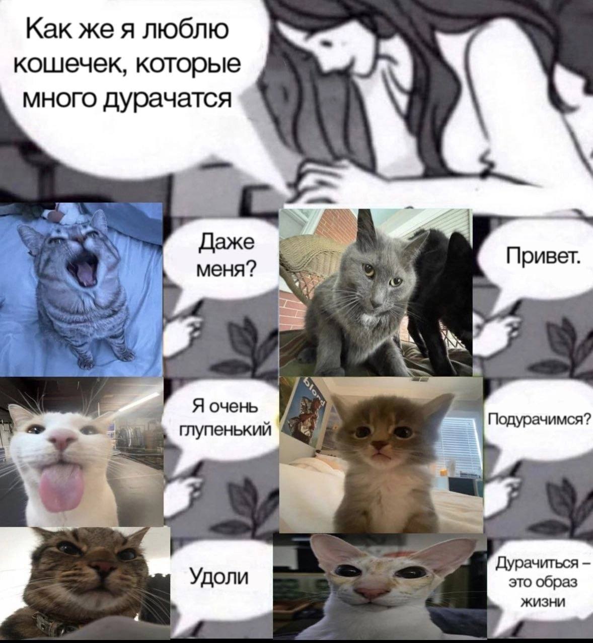 Как же я люблю кошечек, которые много Даже меня? Привет. iS Я очень Подурачимся? глупенький Дурачиться это образ Жизни