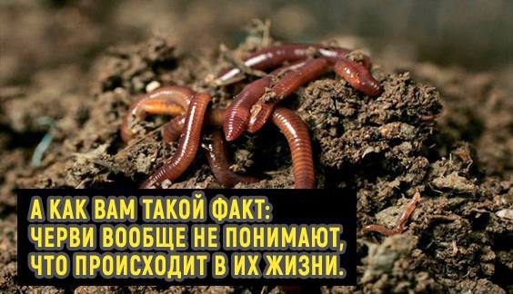 А КАК ВАМ ТАКОЙ ФАКТ: ЧЕРВИ ВООБЩЕ НЕ ПОНИМАЮТ, ЧТО ПРОИСХОДИТ В ЖИЗНИ.