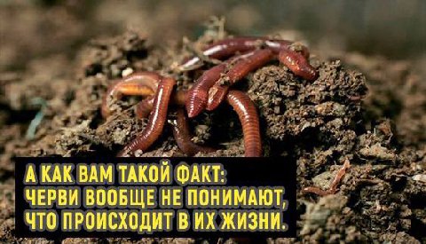 А КАК ВАМ ТАКОЙ ФАКТ: ЧЕРВИ ВООБЩЕ НЕ ПОНИМАЮТ, ЧТО ПРОИСХОДИТ В ЖИЗНИ.