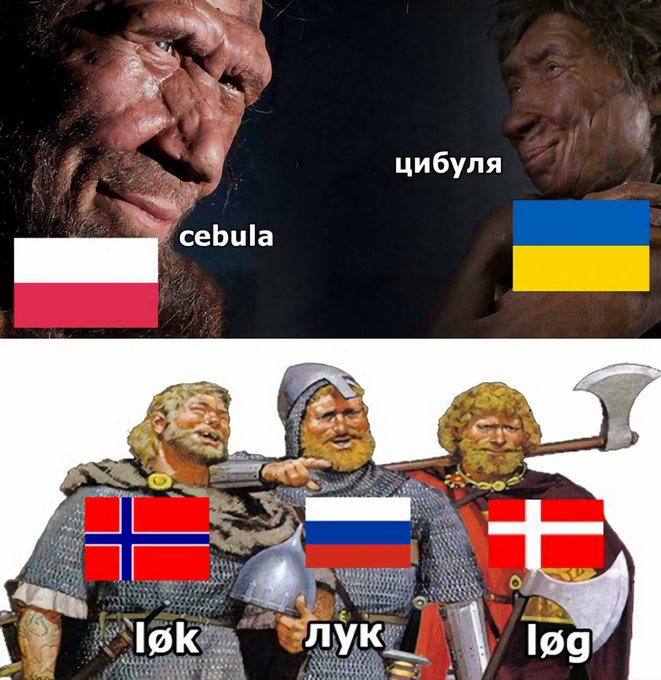 цибуля cebula Say log