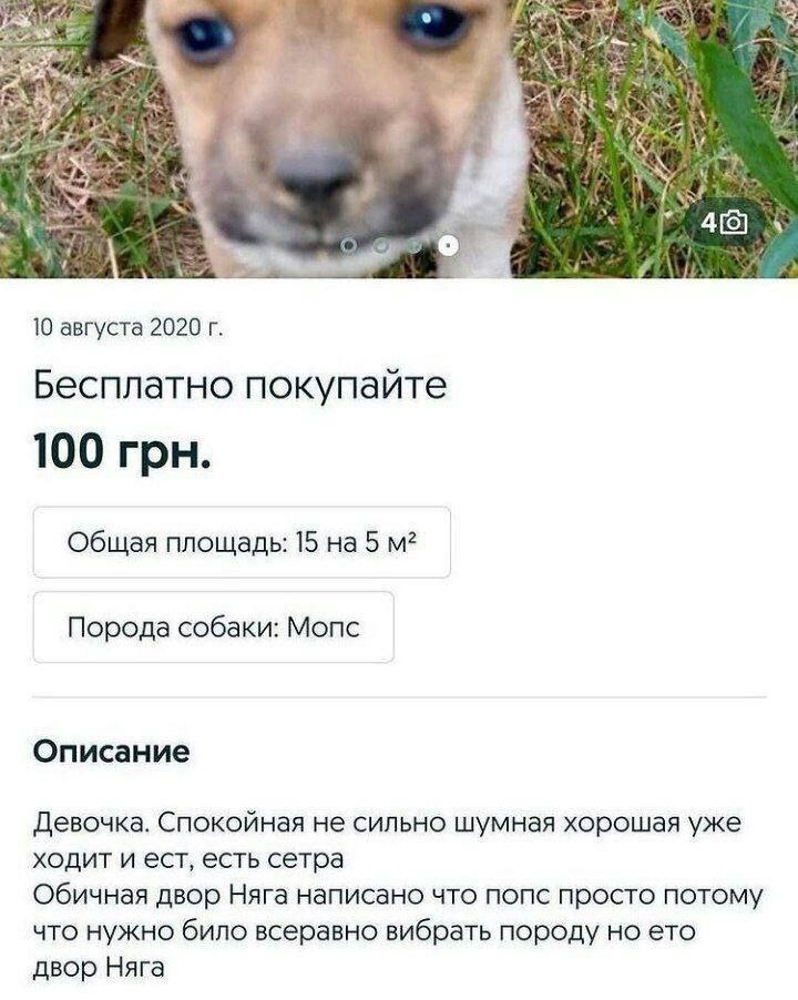 к. 3 Я у о 10 августа 2020 Бесплатно покупаите 100 грн. Общая площадь: 15 на 5 Порода собаки: Мопс Описание Девочка. Спокойная не сильно шумная хорошая уже ходит и ест, есть сетра Обичная двор Няга на