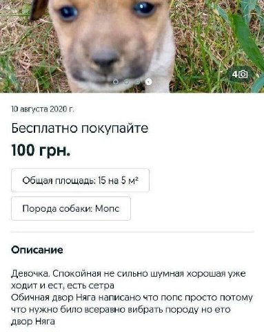 к. 3 Я у о 10 августа 2020 Бесплатно покупаите 100 грн. Общая площадь: 15 на 5 Порода собаки: Мопс Описание Девочка. Спокойная не сильно шумная хорошая уже ходит и ест, есть сетра Обичная двор Няга на