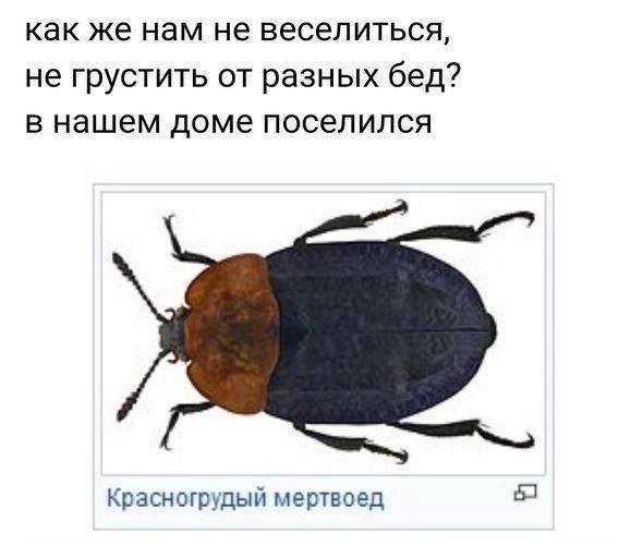 как же нам не веселиться, не грустить от разных бед? в нашем доме поселился Красногрудый мертвоед