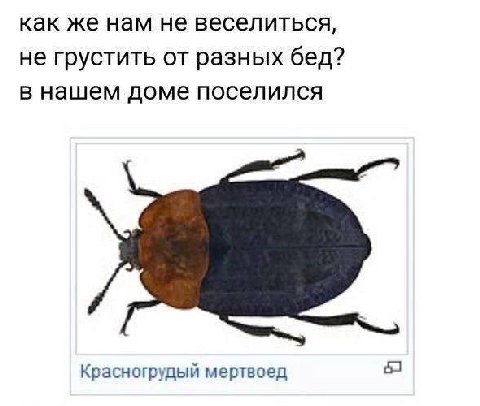 как же нам не веселиться, не грустить от разных бед? в нашем доме поселился Красногрудый мертвоед