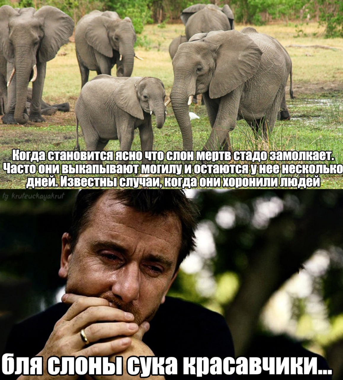 Когда становится ясно что слон мертв стадо замолкает. Часто.они выкапывают могилу и остаются у нее несколько Известны случаи, когда они хоронили оля слоны сука красавчики...