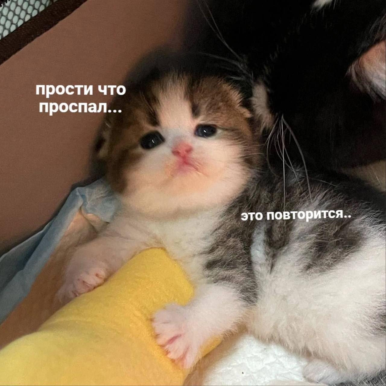 прости что проспал... это