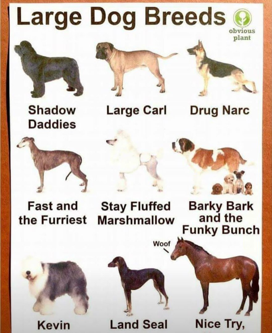 Large Dog Breeds obvious plant Shadow Large Carl Drug Narc Daddies 4 4 2. Fast and Stay Fluffed Barky Bark the Furriest Marshmallow and the Funky Bunch Woof Kevin Land Seal Nice Try,