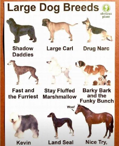 Large Dog Breeds obvious plant Shadow Large Carl Drug Narc Daddies 4 4 2. Fast and Stay Fluffed Barky Bark the Furriest Marshmallow and the Funky Bunch Woof Kevin Land Seal Nice Try,