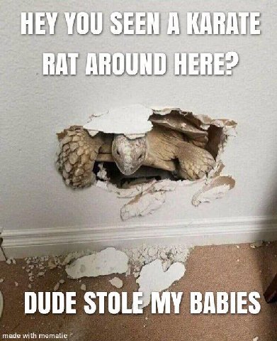 и HEY YOU. EEN КАВ ATE ВАТ ДВО HERE i yas Lowes у и, DUDE STOLE: MY BABIES made with mematic к