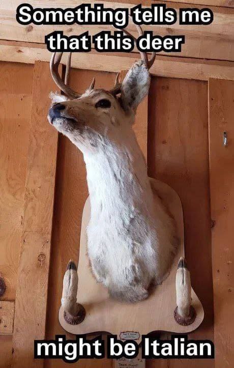 Something tells me that this deer might be Italian
