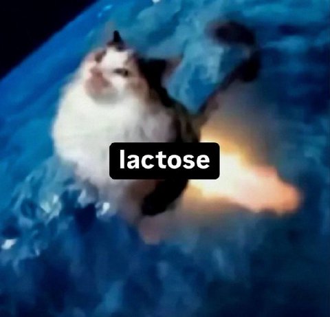 lactose