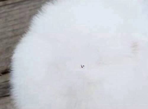 Г