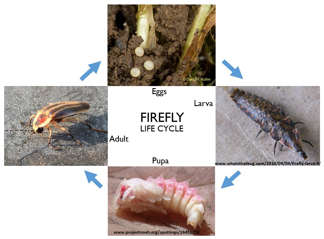 4 Dwight Kuhn Eggs FIREFLY ЫРЕСУСЬЕ 4, Adult 7 Pupa tst!