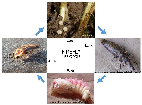 4 Dwight Kuhn Eggs FIREFLY ЫРЕСУСЬЕ 4, Adult 7 Pupa tst!