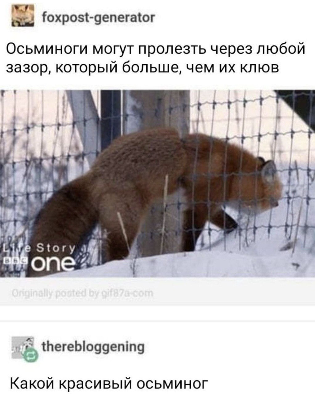 mya foxpost-generator Осьминоги могут пролезть через любой зазор, который больше, чем клюв у. у Story therebloggening Какой красивый осьминог