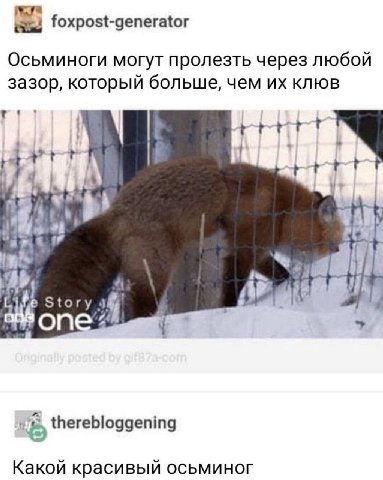 mya foxpost-generator Осьминоги могут пролезть через любой зазор, который больше, чем клюв у. у Story therebloggening Какой красивый осьминог