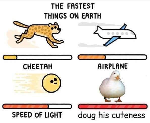 THE FASTEST THINGS ON EARTH CHEETAH AIRPLANE SPEED OF LIGHT doug his cuteness