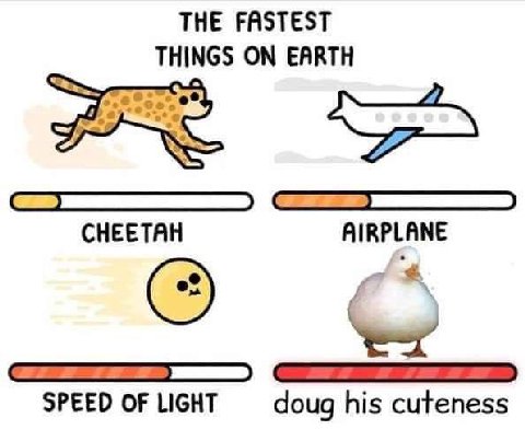 THE FASTEST THINGS ON EARTH CHEETAH AIRPLANE SPEED OF LIGHT doug his cuteness