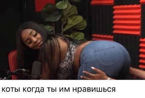 коты когда ты нравишься