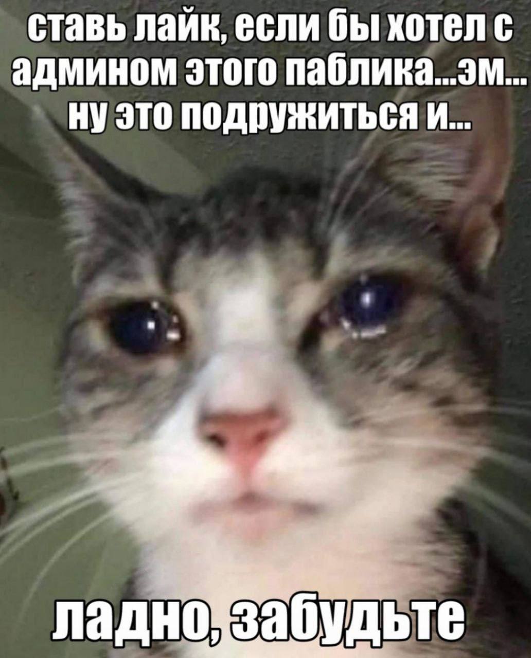 ставь лайк, если бы хотел с админом этого паблика...эм. это подружиться и... ладно забудьте