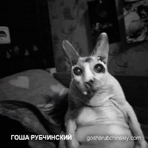 ГОША РУБЧИНСКИИ gosharubchinskiy.com