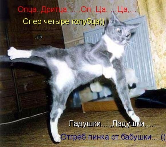 четыре голубца)) i Ладушки Ладу