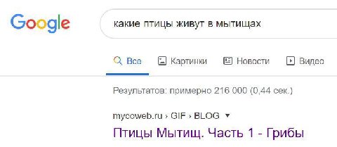 какие птицы живут в мытищах Google Все Картинки Новости Видео Результатов: примерно 216 000 (0,44 сек.) тусомер.ги GIF BLOG Птицы Мытищ. Часть 1 Грибы