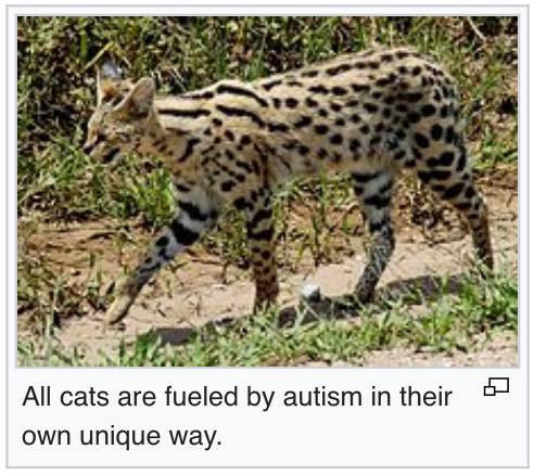у А All cats are fueled autism in their own unique way.