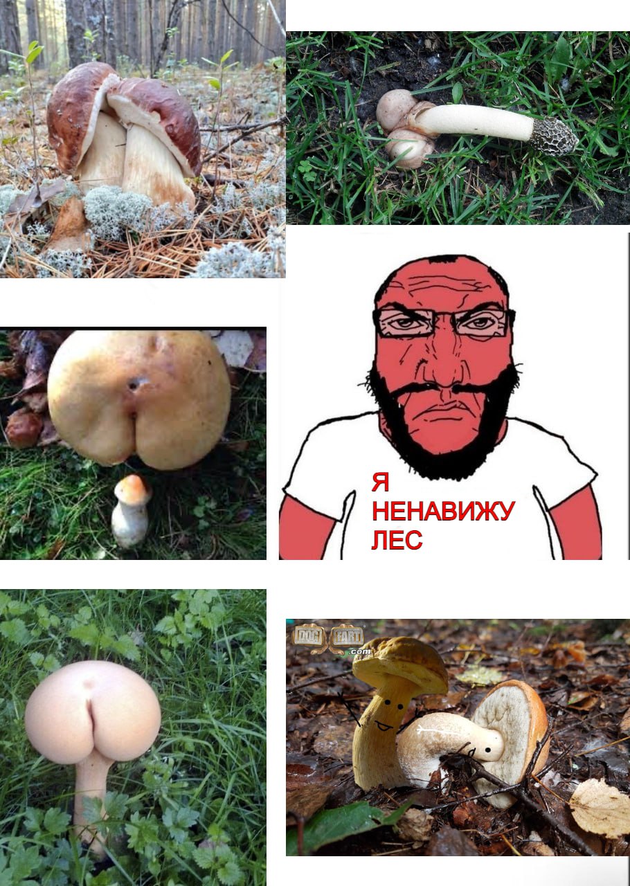 Я as A НЕНАВИЖУ ЛЕС