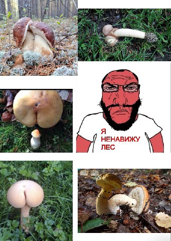 Я as A НЕНАВИЖУ ЛЕС