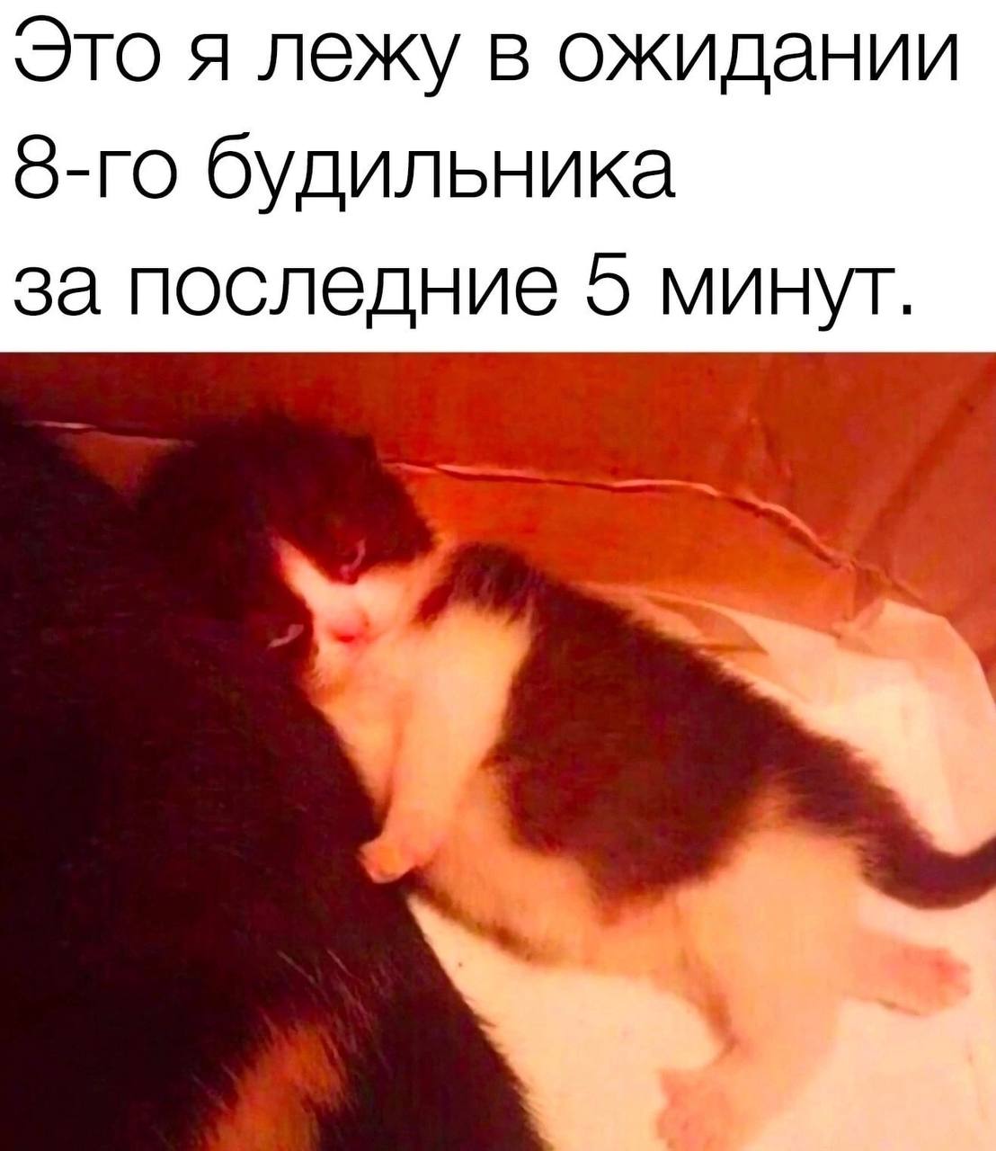 Это я лежу в ожидании будильника за последние 5 минут.