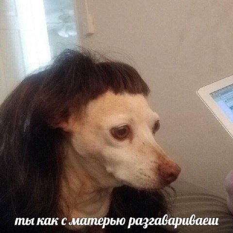 ты как с матерью разгавариваеш