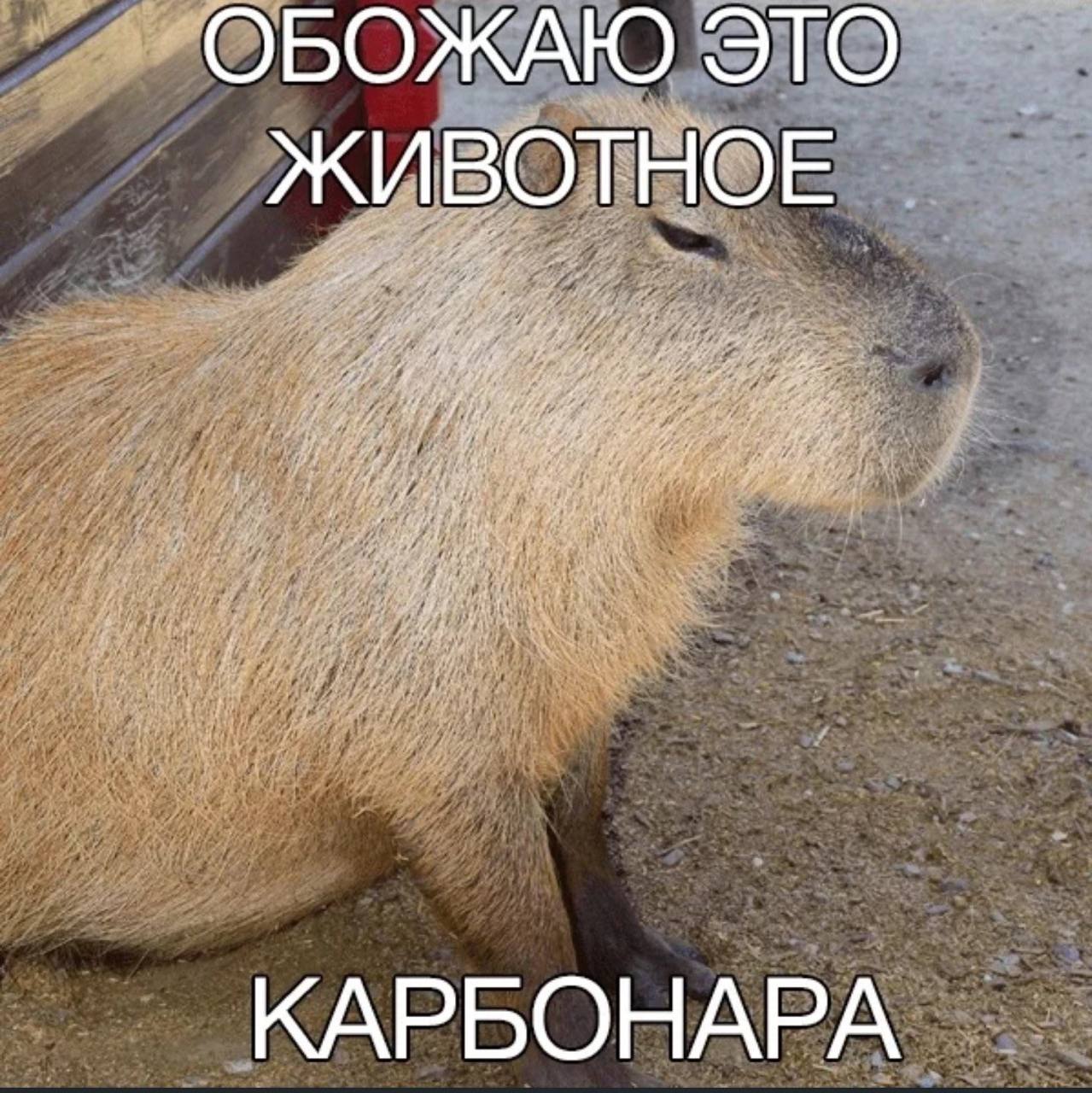 ОБОЖАЮ ЭТО ЖИВОТНОЕ КАРБОНАРА