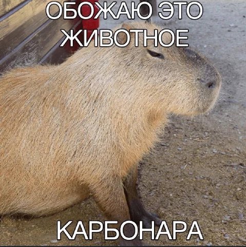ОБОЖАЮ ЭТО ЖИВОТНОЕ КАРБОНАРА