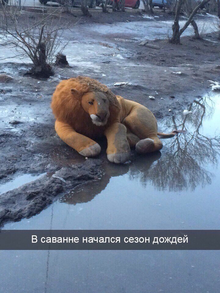 i В саванне начался сезон дождеи