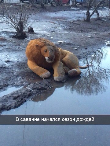 i В саванне начался сезон дождеи