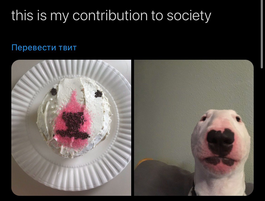 this is my contribution to society Перевести TBUT