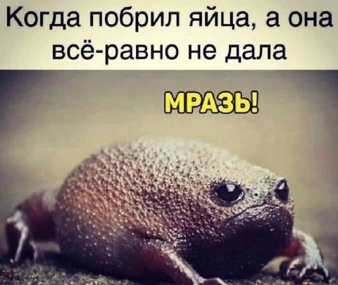 Когда побрил яйца, а она все-равно не дала МРАЗЬ!