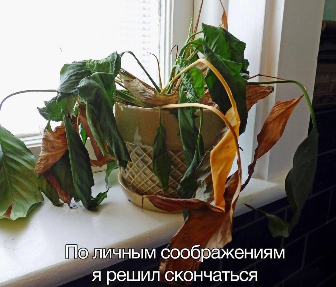 соображениям я решил скончаться
