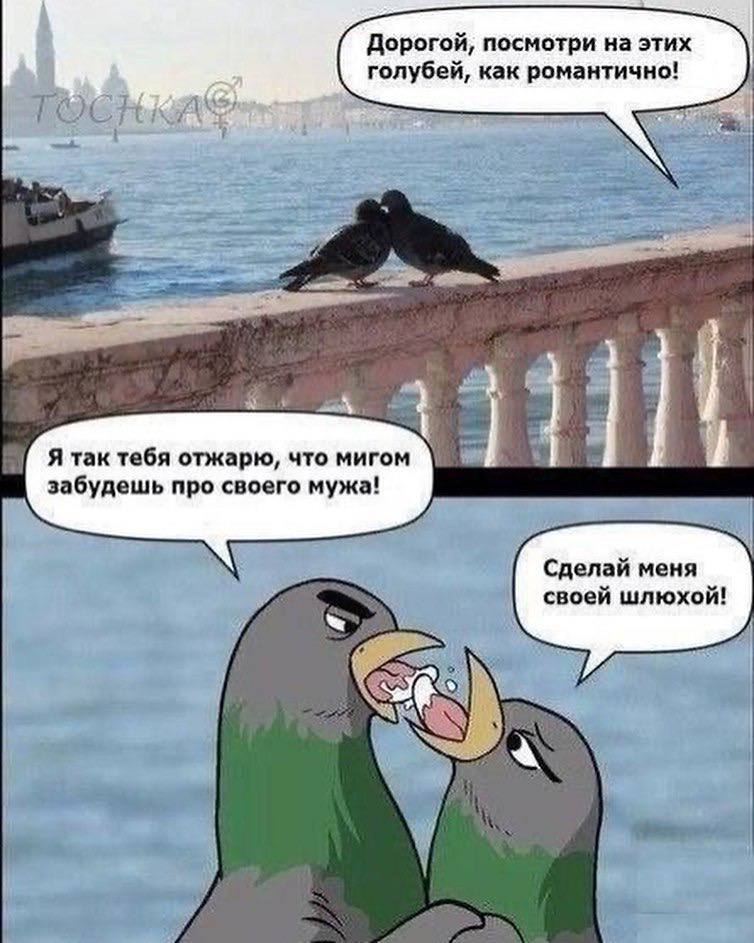 Дорогой, посмотри на этих голубей, как романтично! Я так тебя отжарю, что мигом забудешь про своего мужа! Сделай меня своей шлюхой!