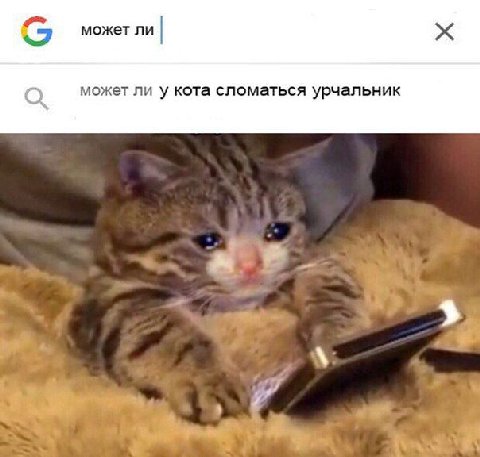 может ли может ли у кота сломаться урчальник ‘A К