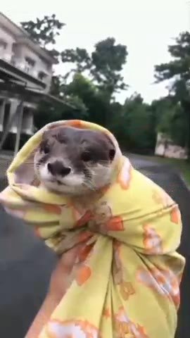 Мужики, не забывайте встряхивать и вытирать своего выдруна 🥰🥰