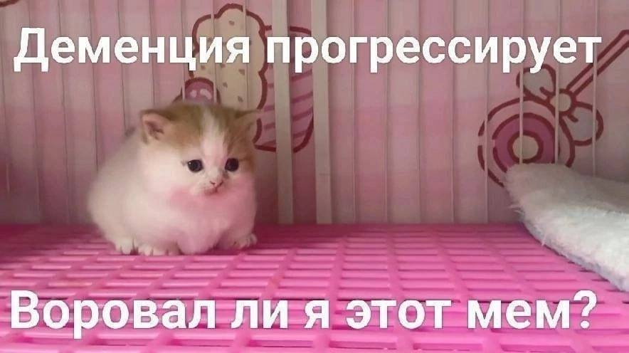 Деменция прогрессирует Воровал ли я этот мем?